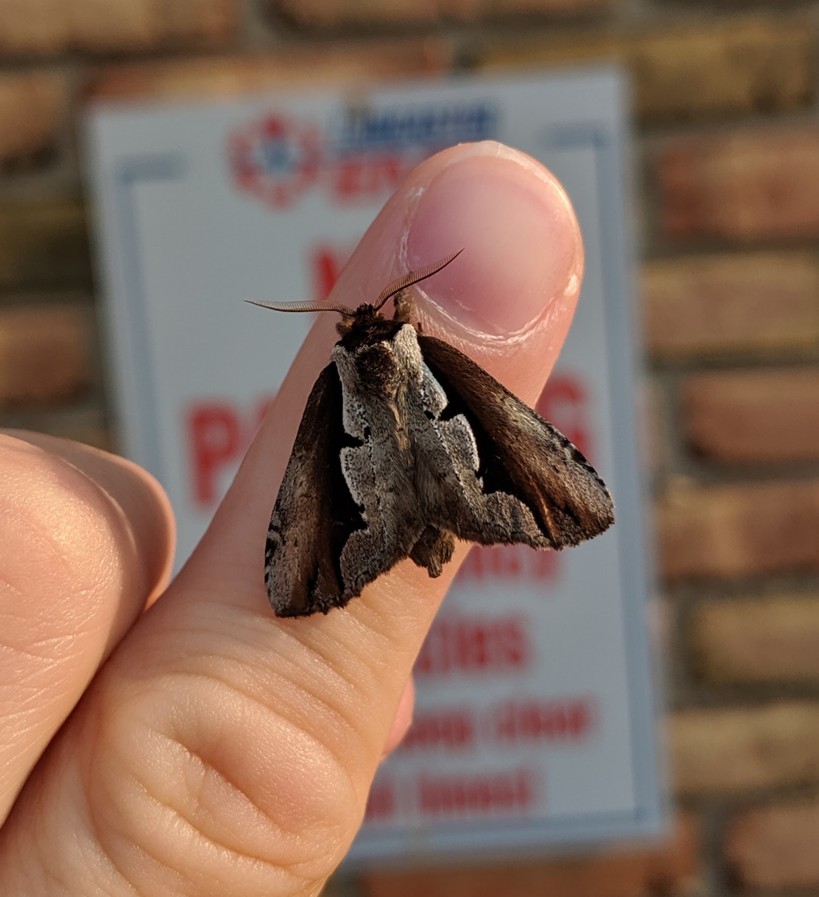 Spooky!  Vampire-like!_20190603.jpg